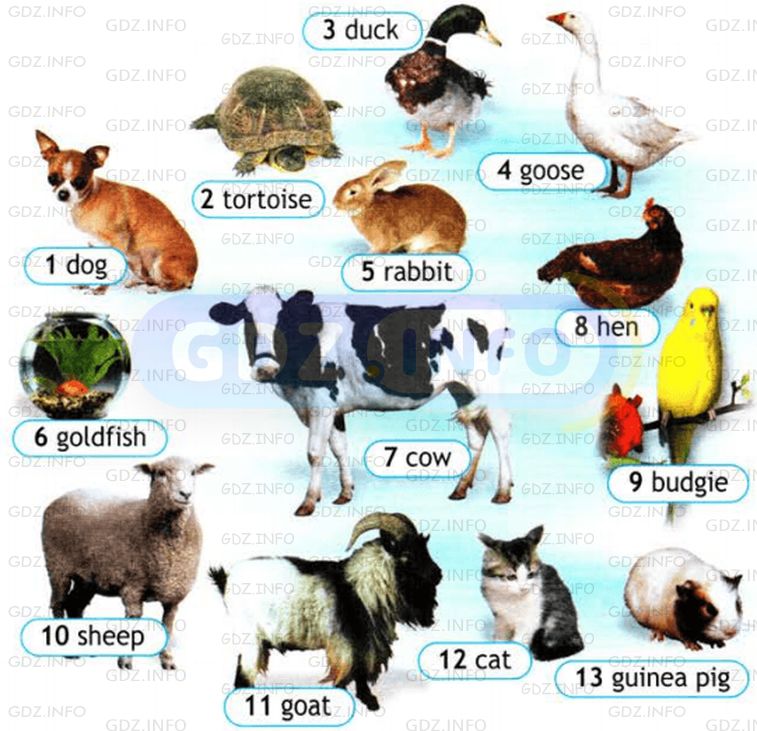 Pet 5 book. Спотлайт 5 my Pet. English Spotlight животные. Животные на английском 5 класс 5. Спотлайт 5 животные презентация.